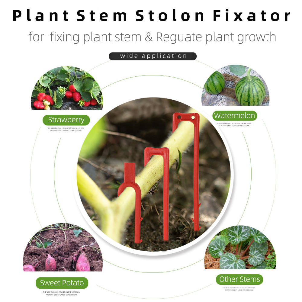 20-50 pièces fraise plantation - Vine Climbing Plastic avis et prix