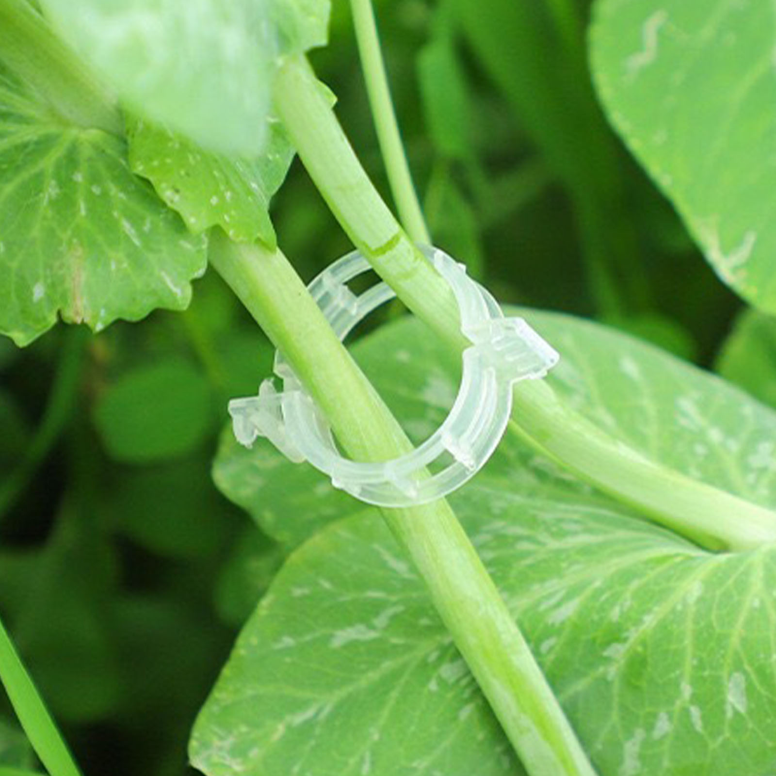 Clip de fixation en plastique  - Vine Climbing Plastic avis et prix