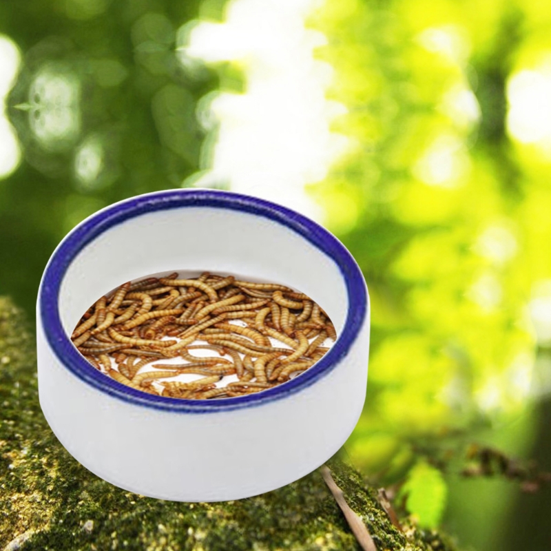 Bol pour reptiles, plat d'eau  - Water Dish Reptile avis et prix